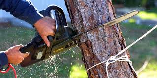 Best Pest Control for Lawns  in Irvington, NY