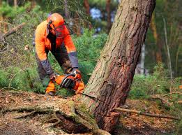 Best Hazardous Tree Removal  in Irvington, NY