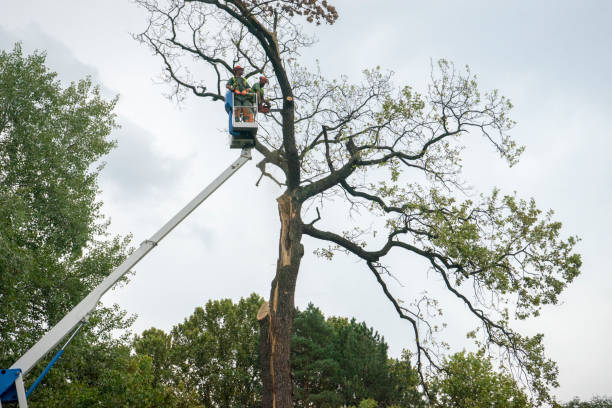 Best Tree Maintenance Programs  in Irvington, NY