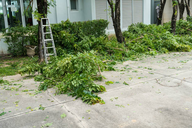 How Our Tree Care Process Works  in  Irvington, NY