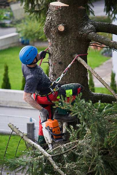 Trusted Irvington, NY Tree Services Experts