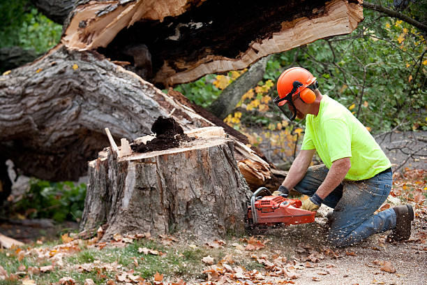 Best Hazardous Tree Removal  in Irvington, NY