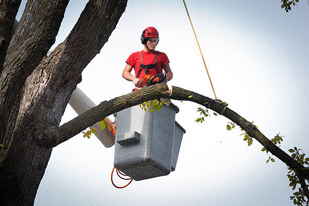 Best Stump Grinding and Removal  in Irvington, NY