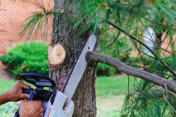 Professional Tree Services in Irvington, NY