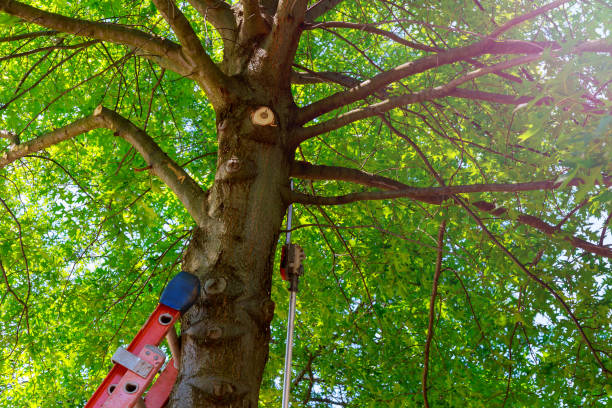 Best Tree Health Inspection  in Irvington, NY